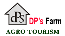 Dp